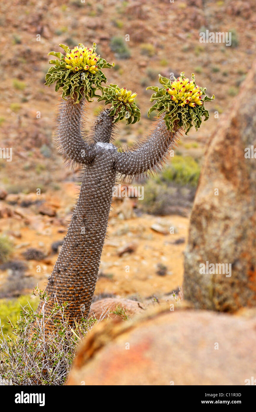 Pachypodium namaquanum hi-res stock photography and images - Alamy