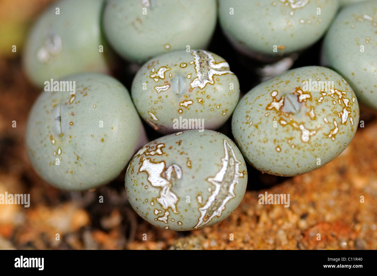 Knopies (Conophytum flavum), Namaqualand, South Africa, Africa Stock Photo