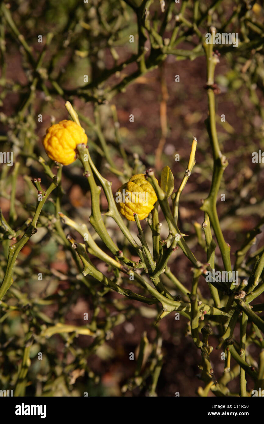 Bitter Orange High Resolution Stock Photography And Images Alamy