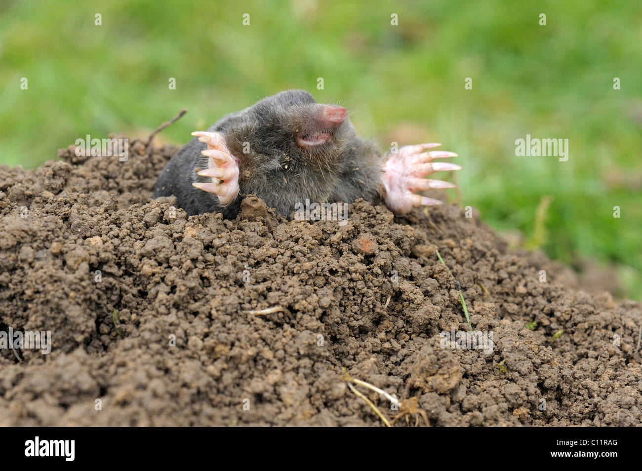 European Mole (Talpa europaea) Stock Photo