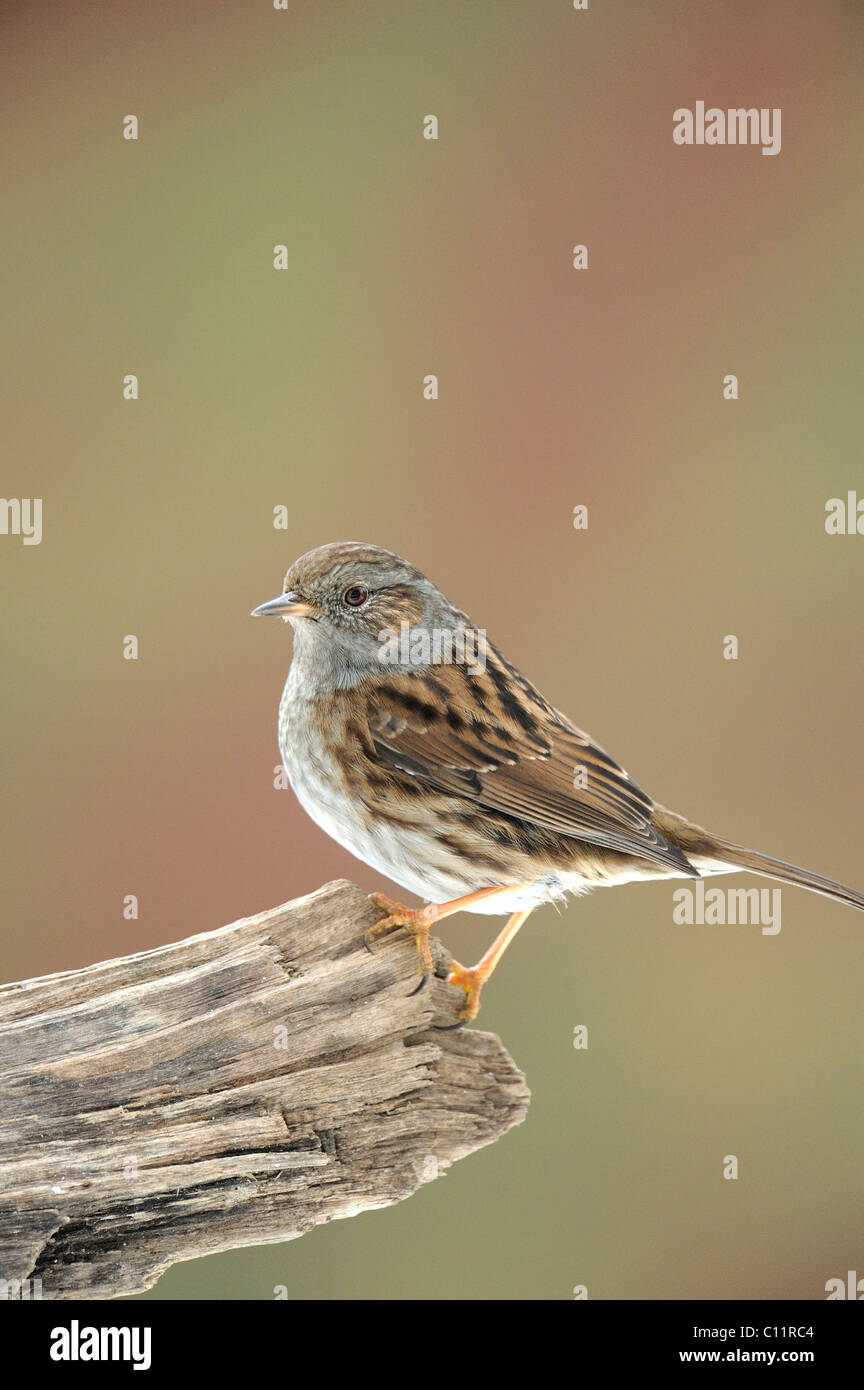 Dunnock (Prunella modularis) Stock Photo