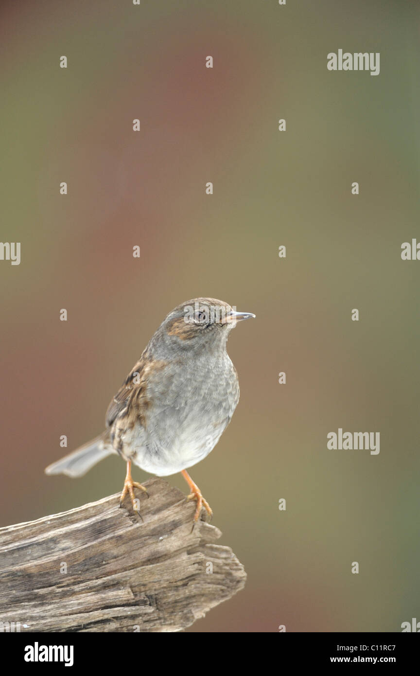 Dunnock (Prunella modularis) Stock Photo