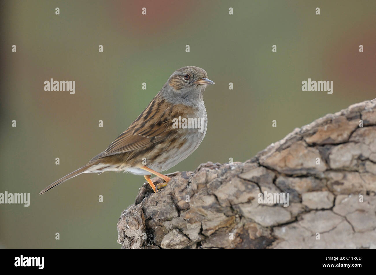 Dunnock (Prunella modularis) Stock Photo