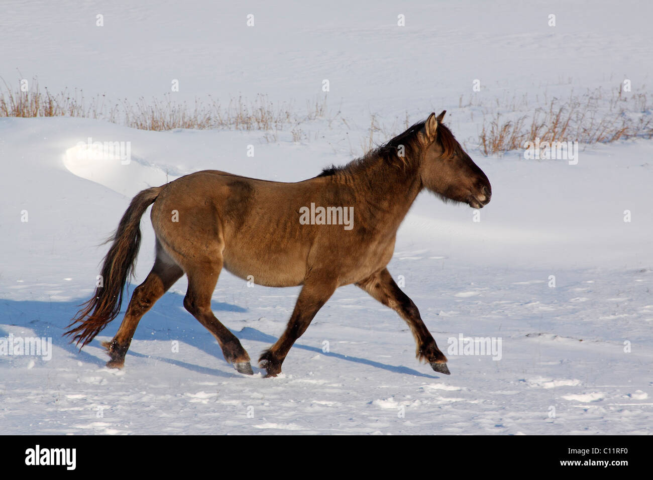 Konik or Polish Primitive Horse (Equus przewalskii f. caballus) walking in snow in winter Stock Photo