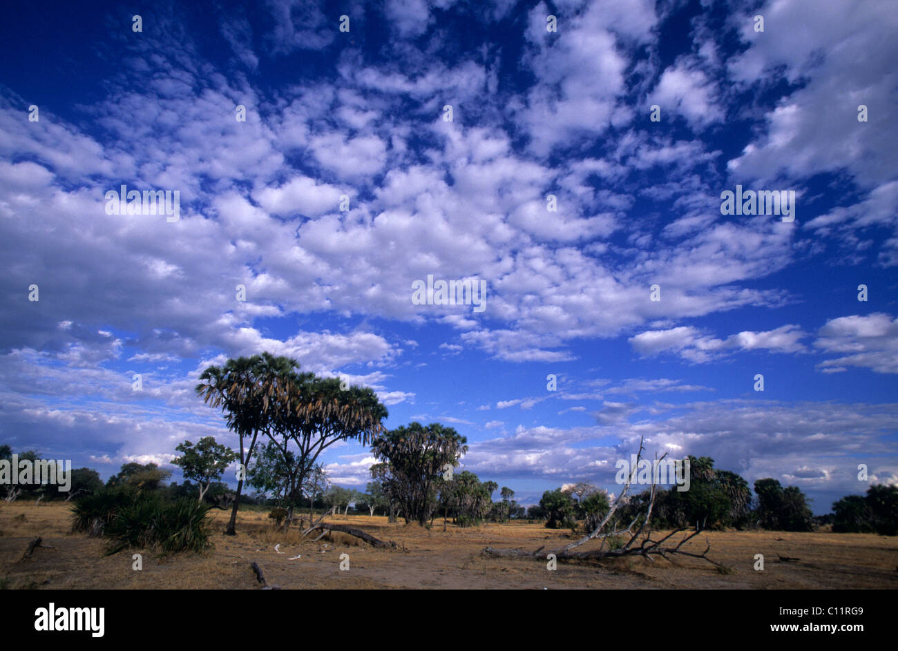 African savannah landscape with trees hi-res stock photography and ...
