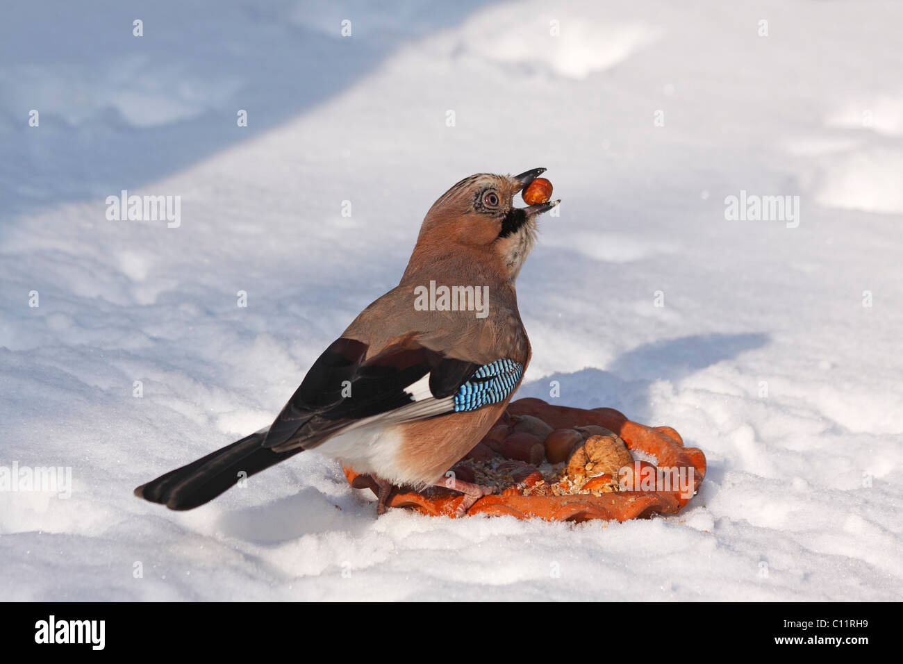 Jay (Garrulus glandarius) with a hazelnut in its beak from a bird feeding site in winter in the snow Stock Photo