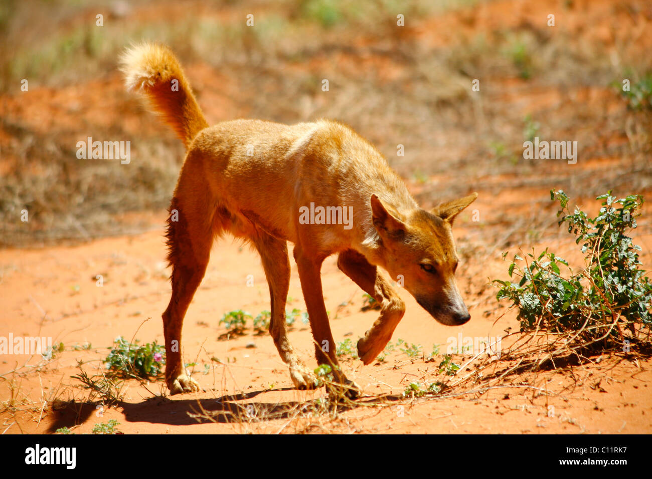 Wild Dingo (Canis lupus dingo) in the Australian Outback, Northern Territory, Australia Stock Photo