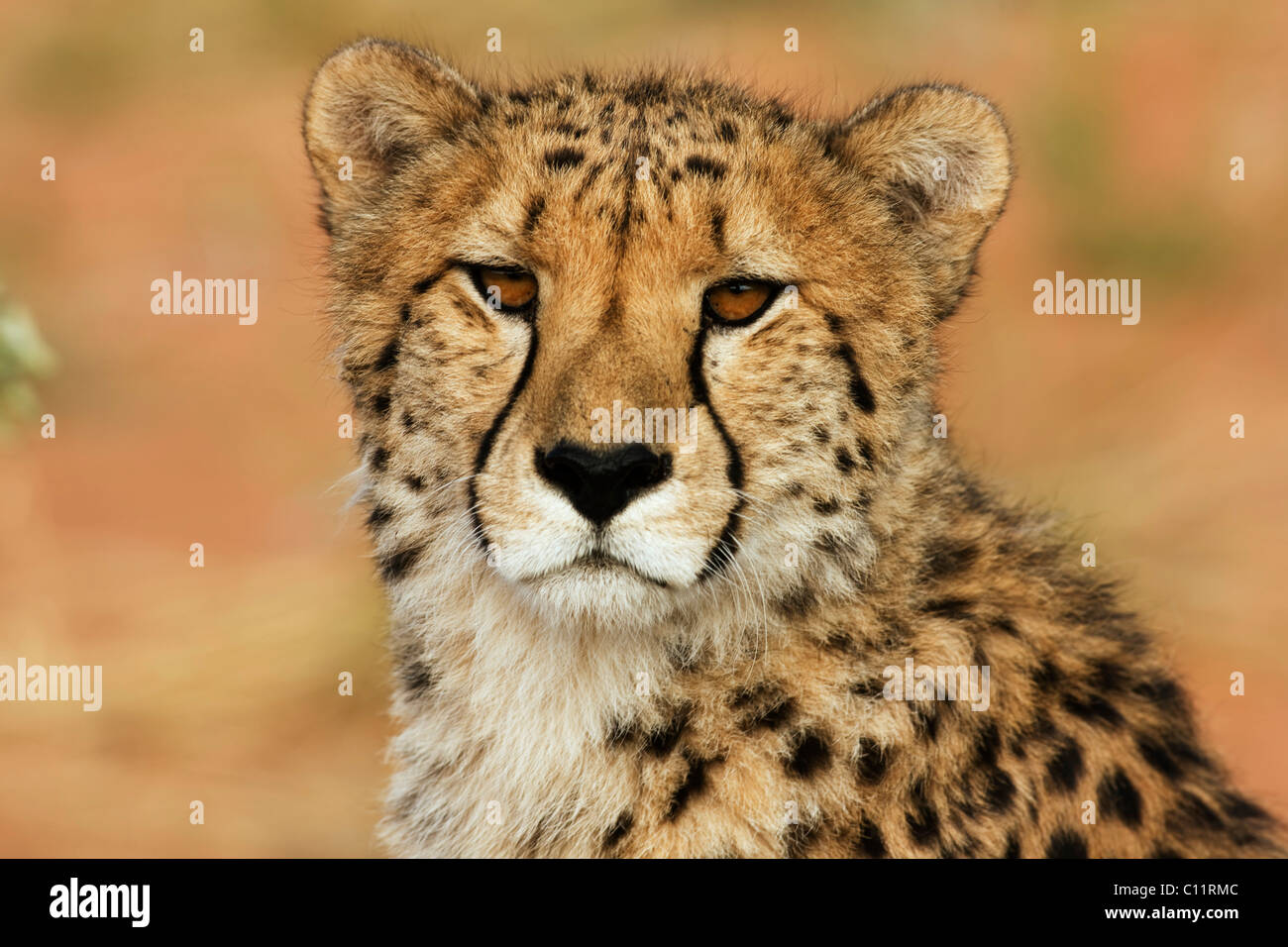Cheetah (Acinonyx jubatos), portrait, Okonjima, Namibia, Africa Stock Photo