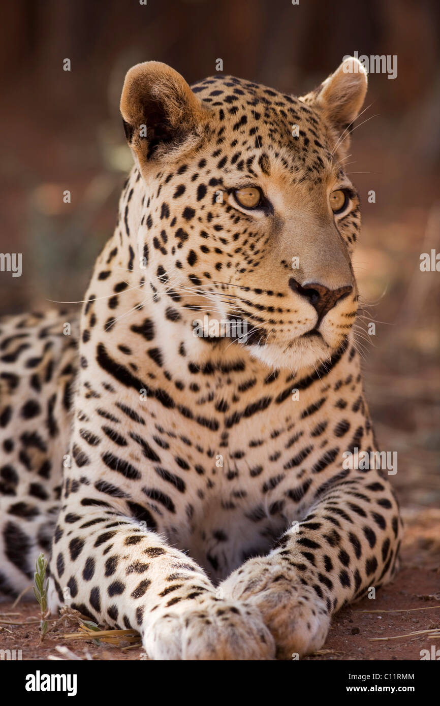Leopard (Panthera pardus), Okonjima, Namiba, Africa Stock Photo