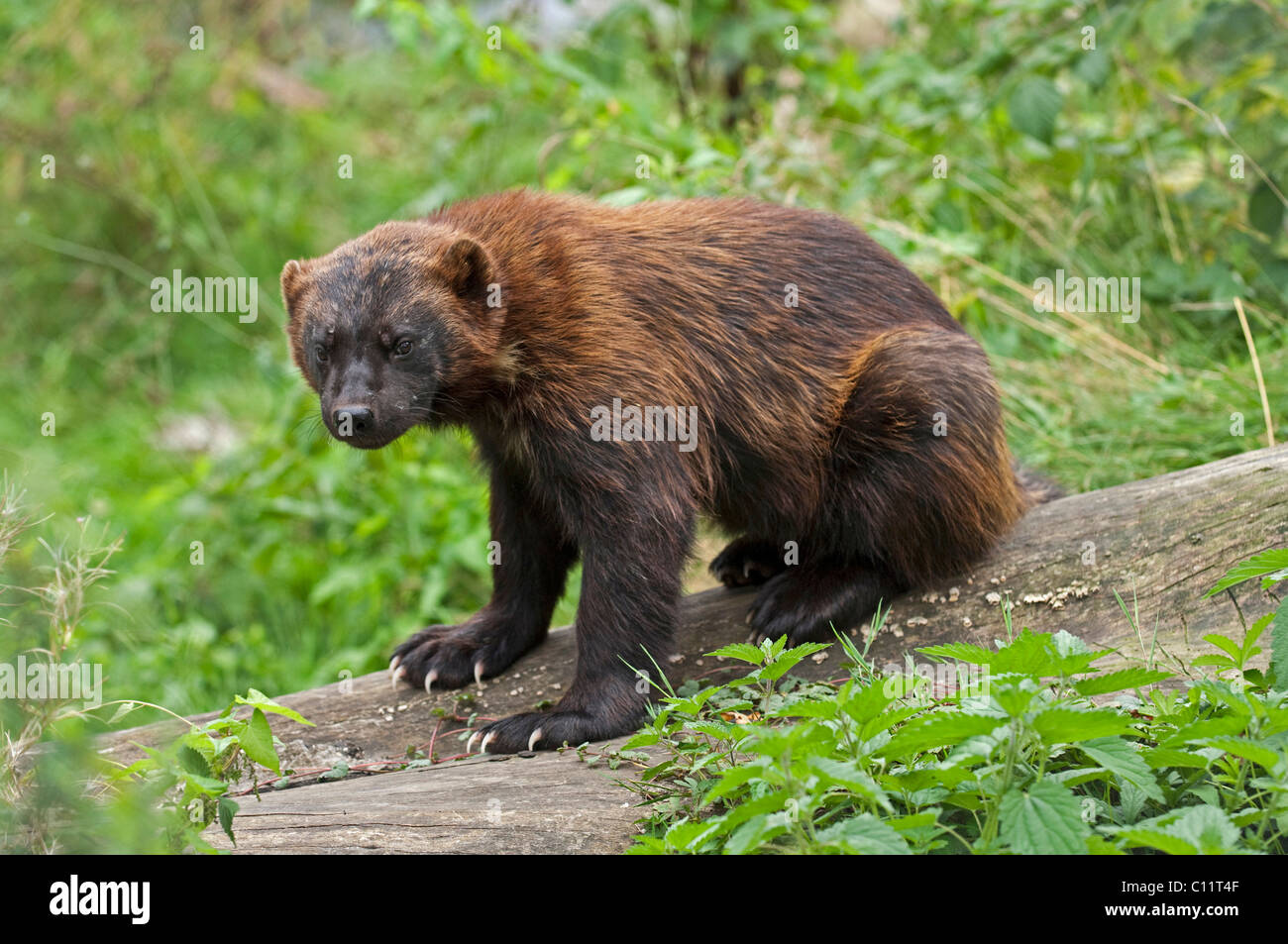 Wolverine (Gulo gulo), Sababurg Zoo, Hofgeismar, North Hesse, Germany