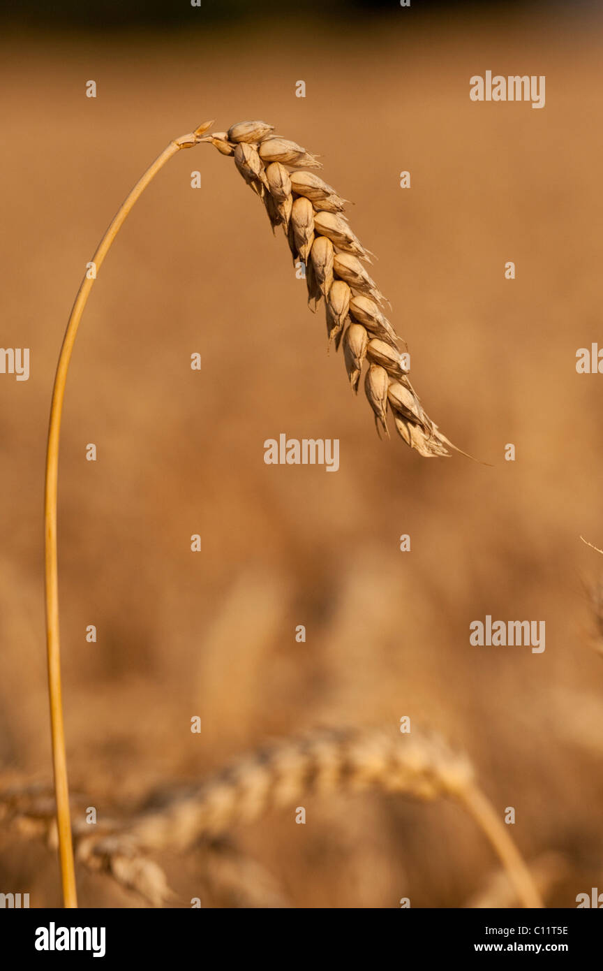 Wheat ear (Triticum aestivum) Stock Photo