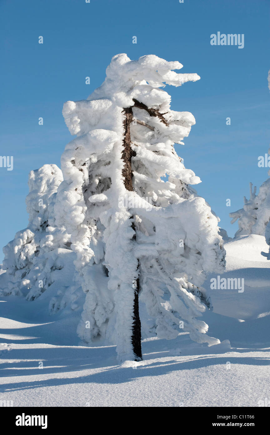 Icy tree, winter on Mt Brocken in the Harz, Blocksberg Mountain, Harz National Park, Saxony-Anhalt, Germany, Europe Stock Photo