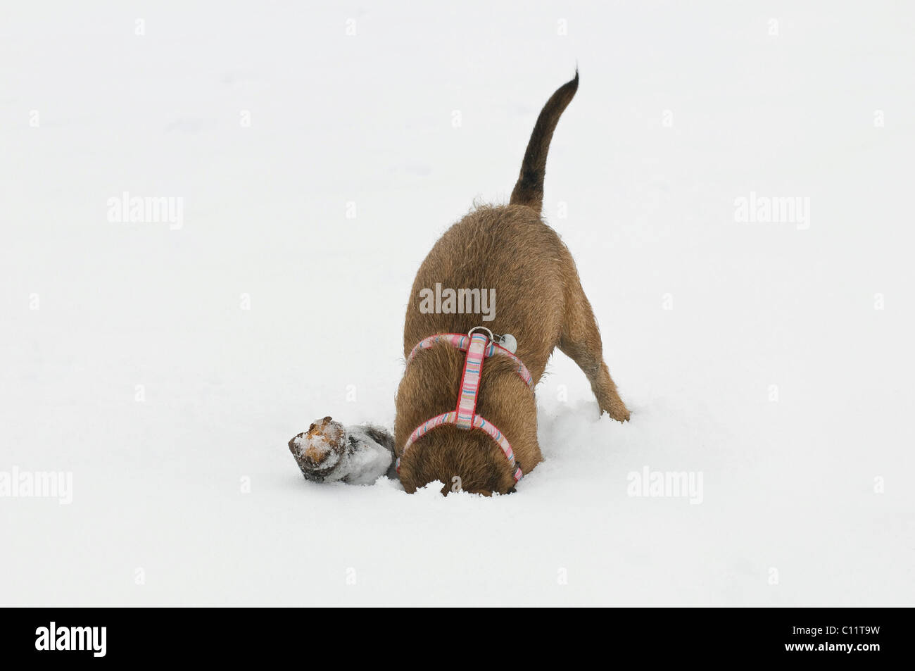 Terrier crossbreed digging next to a branch with his head stuck in the snow Stock Photo