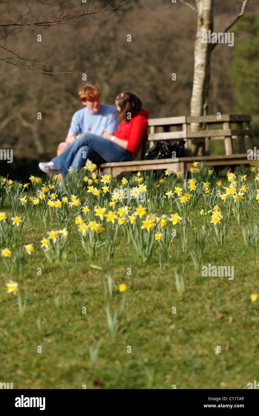 Couple sitting on park bench with daffodils Garden of Knightshayes House NT Tiverton Devon UK Stock Photo