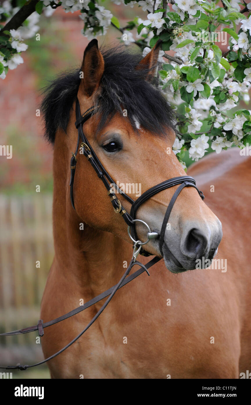 Saxon-Thuringian draft horse, mare, brown, portrait Stock Photo