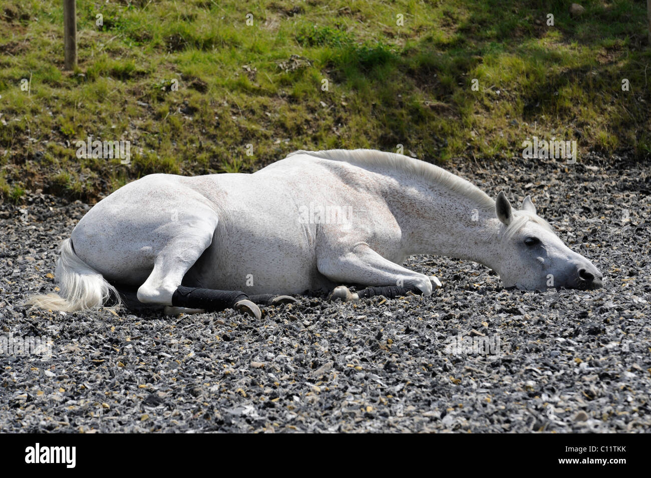 Arabian horse rolling hires stock photography and images Alamy