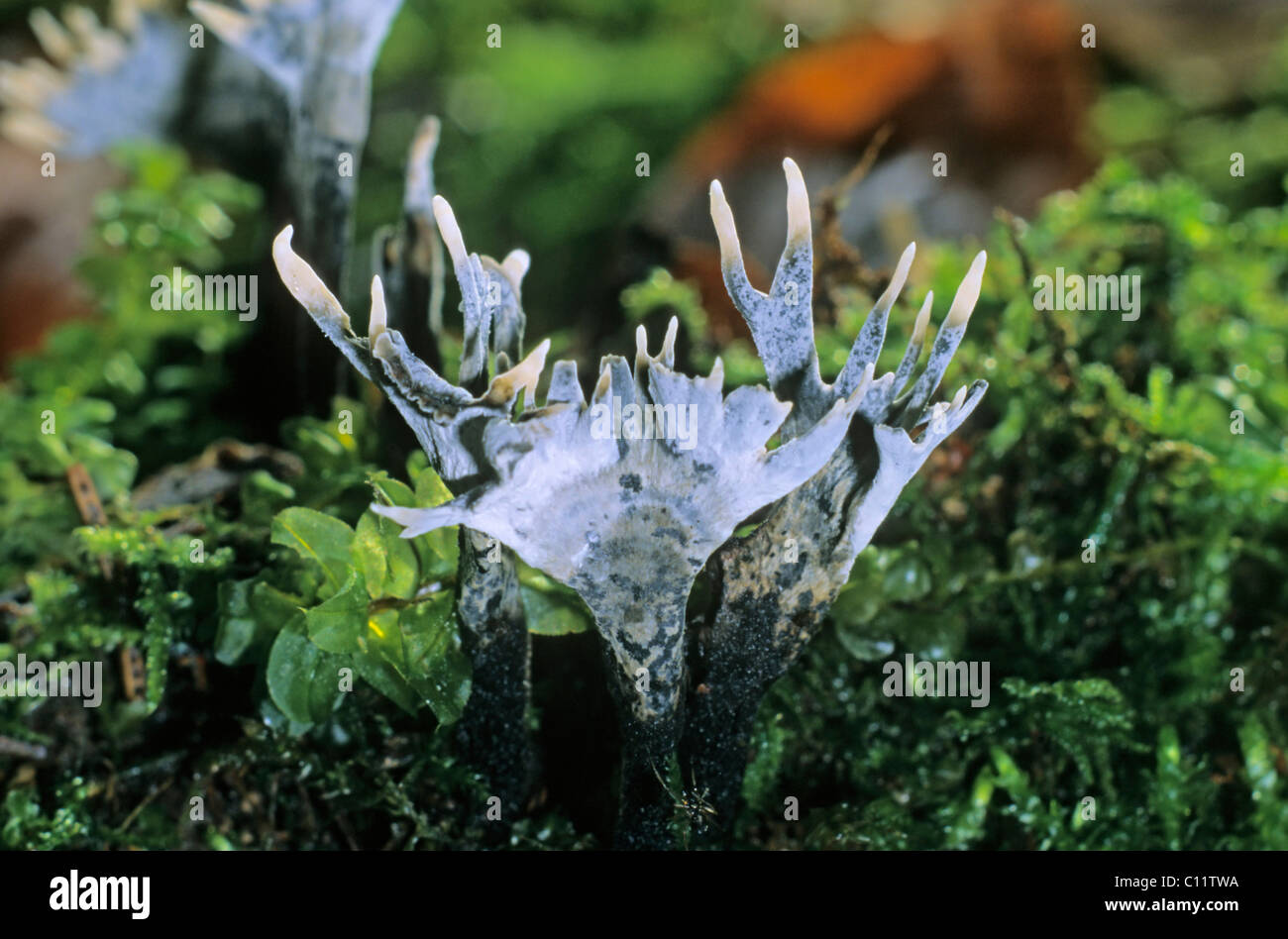 Candlestick fungus, Candlesnuff fungus, Carbon antlers, or Stag's horn fungus (Xylaria hypoxylon) Stock Photo