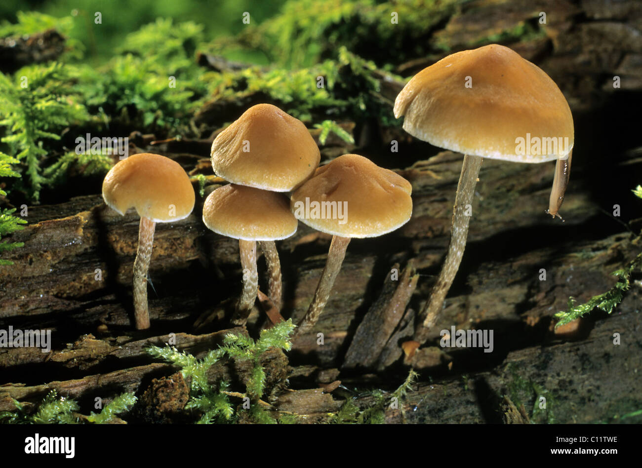 Galerina marginata, mushrooms Stock Photo