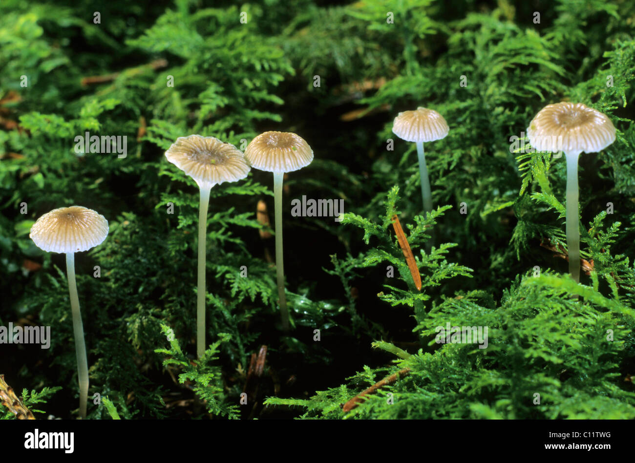 Mycena vulgaris, mushrooms Stock Photo