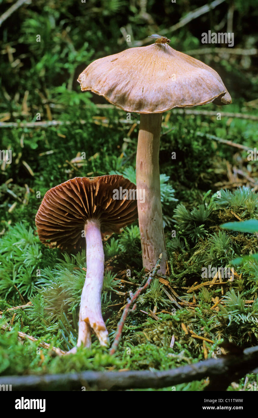 Cortinarius subsertipes, cortinar or webcap mushrooms Stock Photo