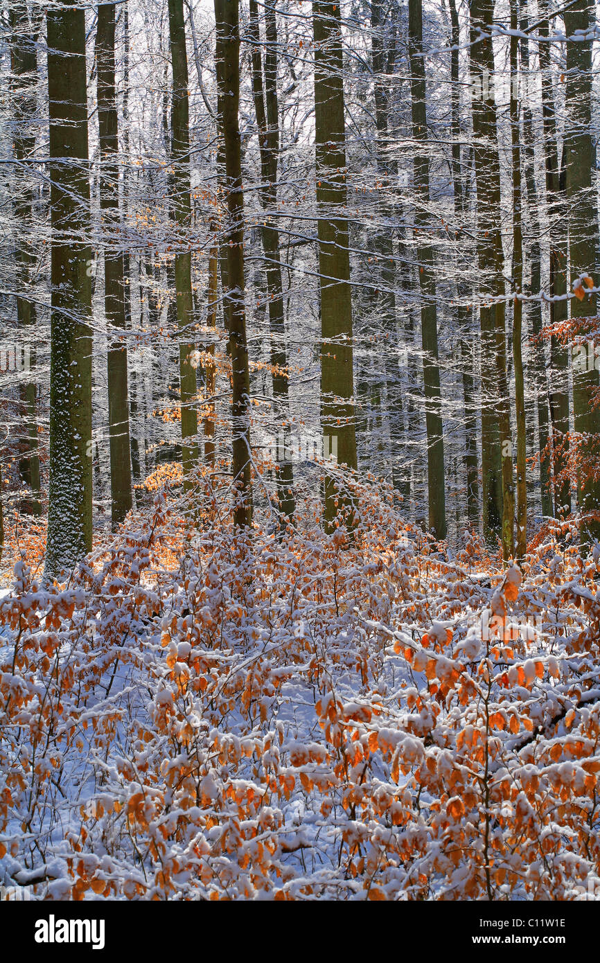 Wintry beech forest (Fagus sylvatica), Westerwald low mountain range, Mittelgebirge mountains, Hesse, Germany, Europe Stock Photo