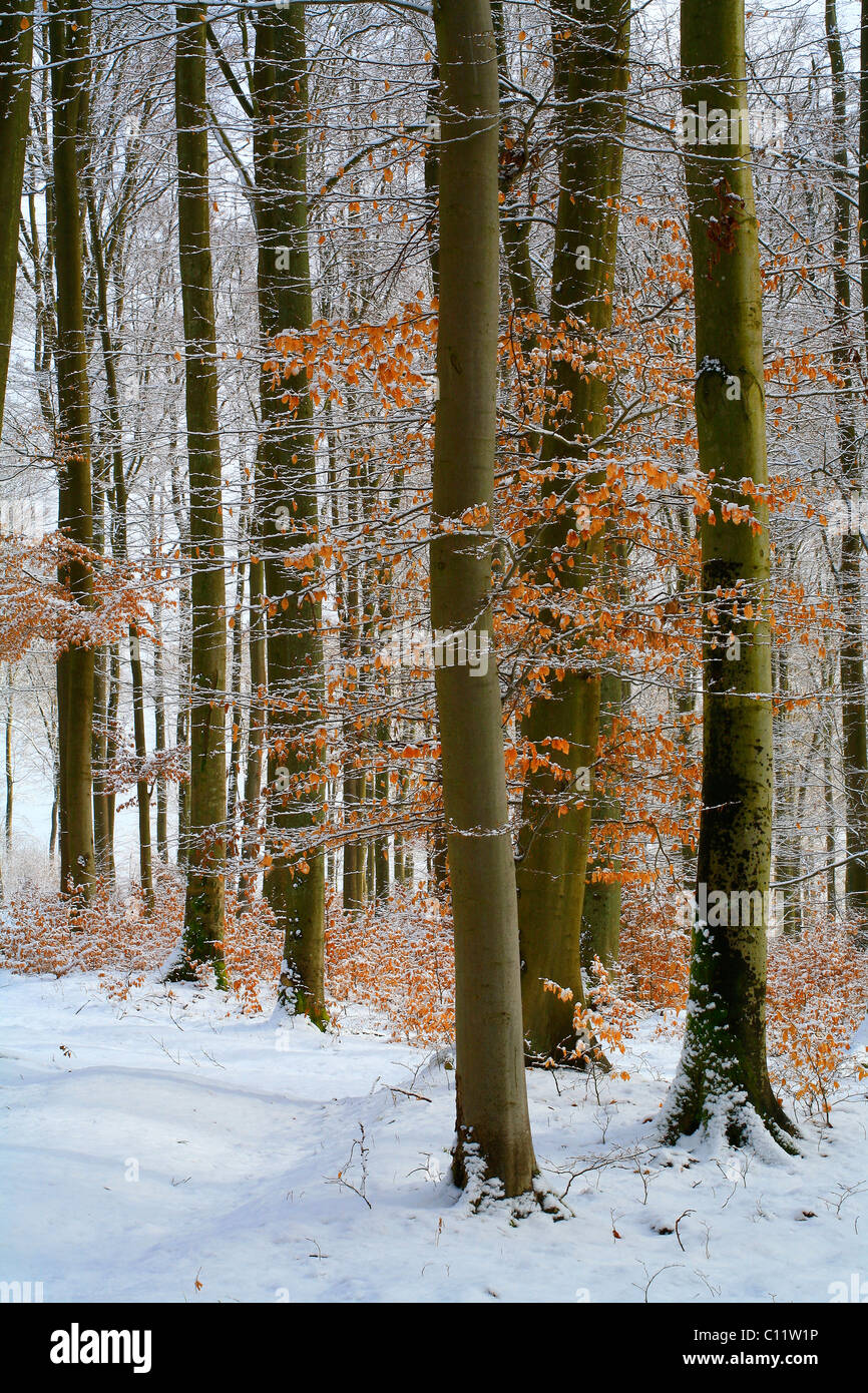 Wintry beech forest (Fagus sylvatica), Westerwald low mountain range, Mittelgebirge mountains, Hesse, Germany, Europe Stock Photo