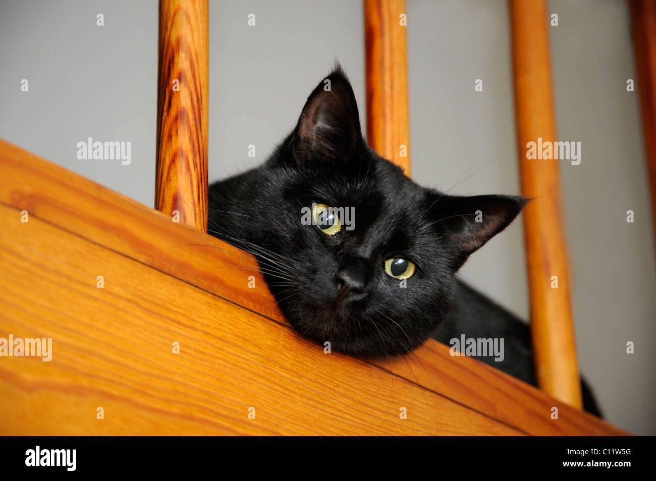 Black cat peering through railings Stock Photo