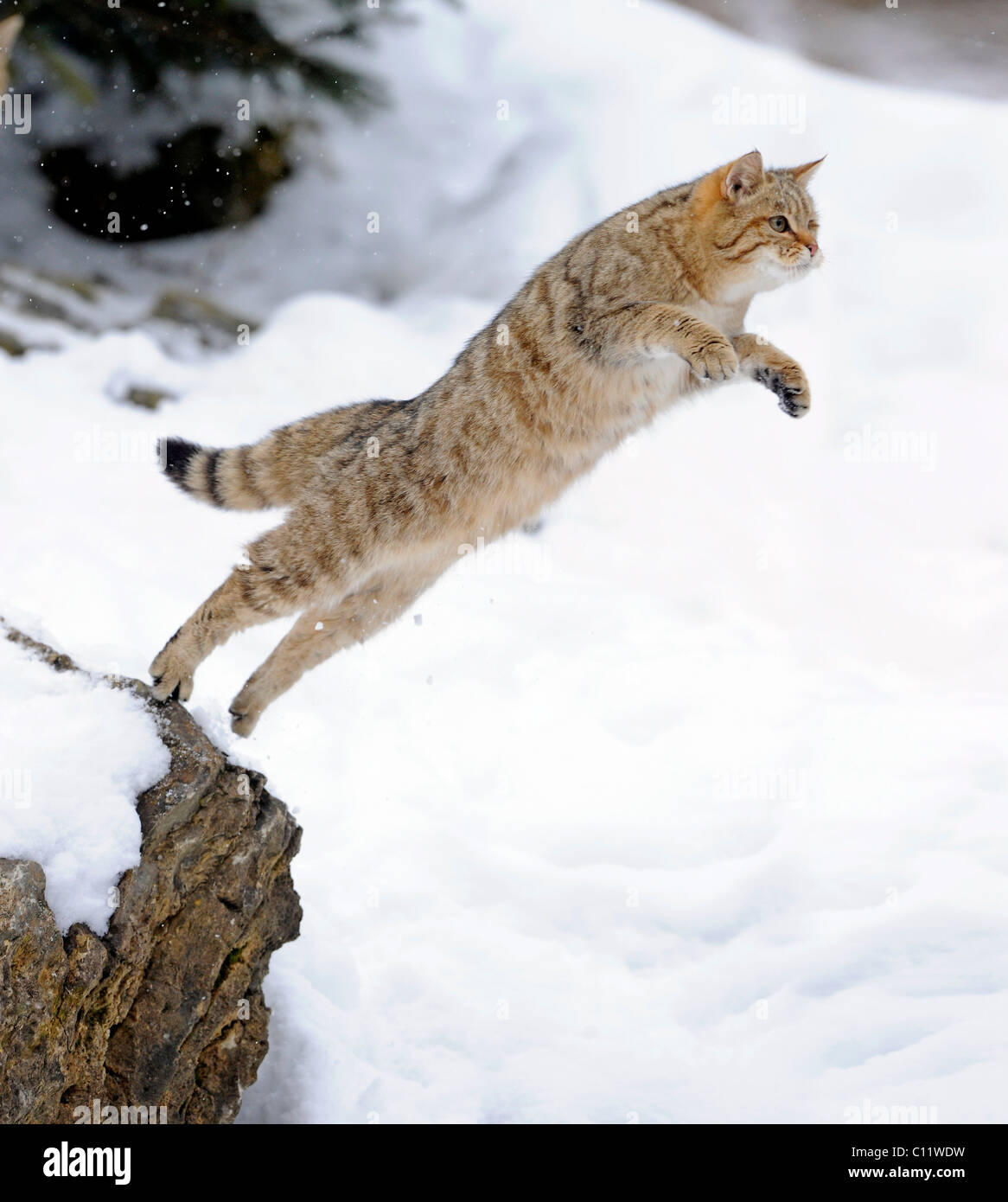 Wildcat (Felis silvestris), juvenile in winter, jumping Stock Photo