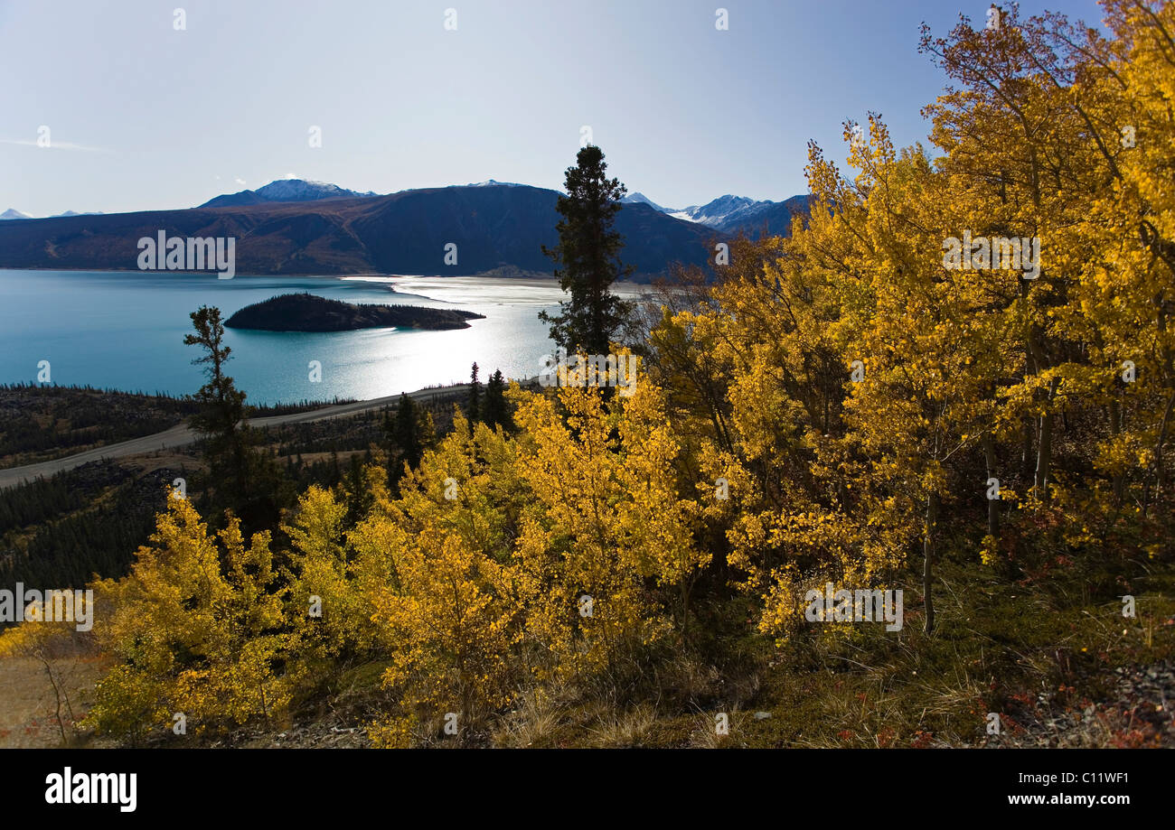 Indian summer, poplar trees in fall colours, view from Sheep Mountain over Kluane Lake, St. Elias Mountains Stock Photo