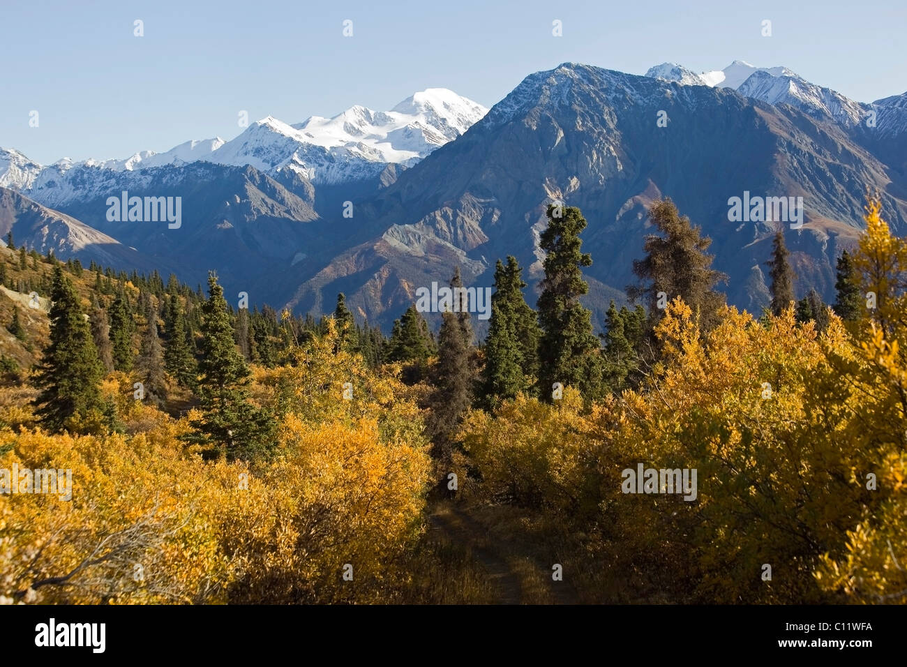Indian summer, poplar trees in fall colours, hiking trail, view from Sheep Mountain, St. Elias Mountains Stock Photo