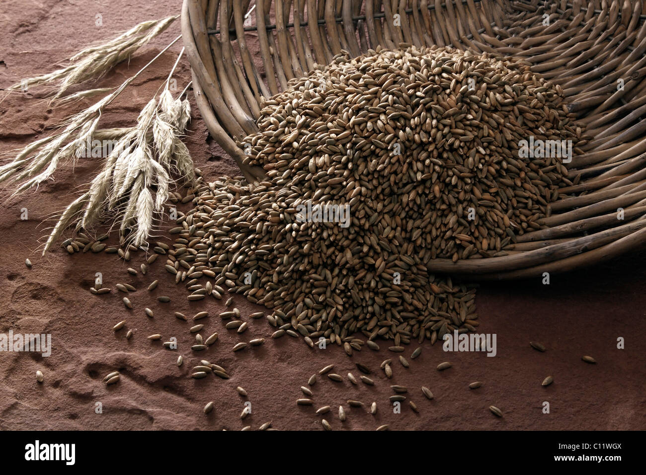 Rye grains (Secale cereale), tipped from a wicker plate on sandstone ...