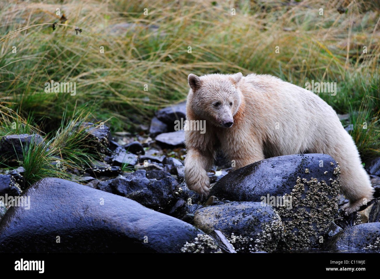 American black bear (Ursus americanus) with white fur, known as Spirit Bear, Pacific rainforest, Canada Stock Photo