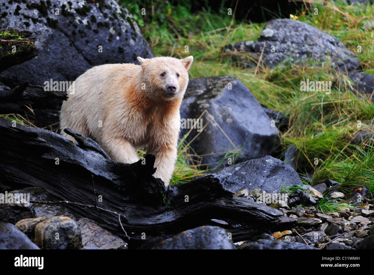 American black bear (Ursus americanus) with white fur, known as Spirit Bear, Pacific rainforest, Canada Stock Photo