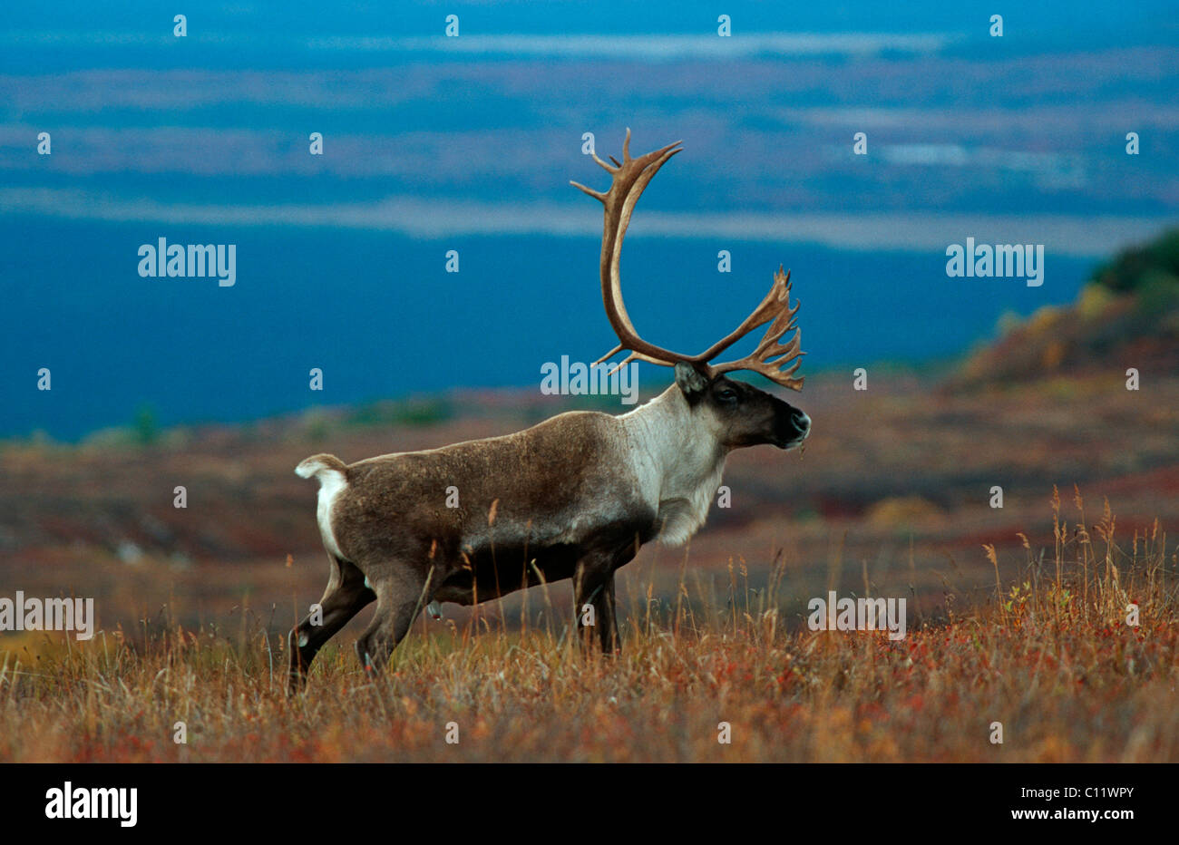 Reindeer, Caribou (Rangifer tarandus), Denali National Park, Alaska Stock Photo