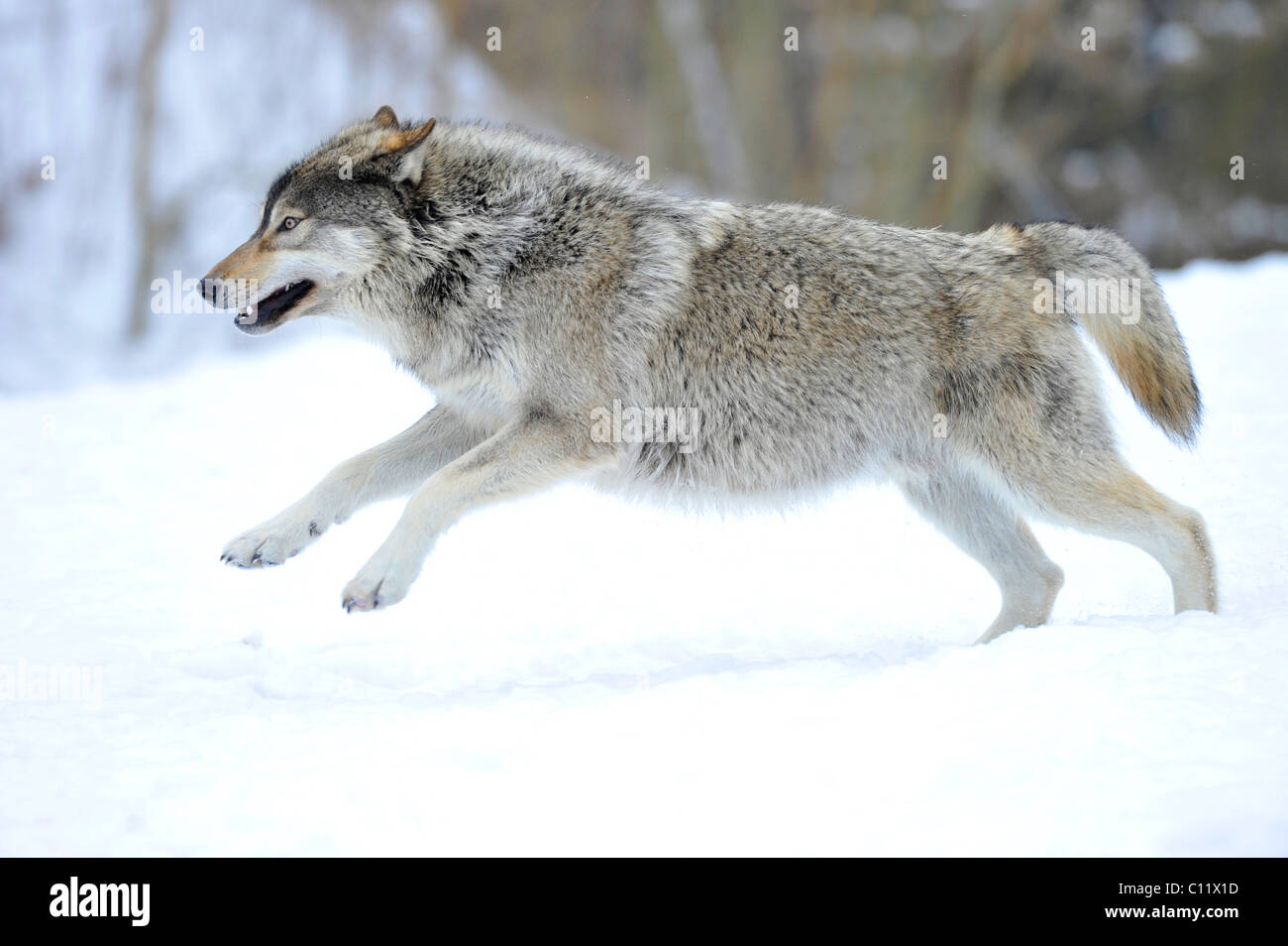 Mackenzie Valley Wolf, Alaskan Tundra Wolf or Canadian Timber Wolf (Canis lupus occidentalis), young wolf jumping in the snow Stock Photo