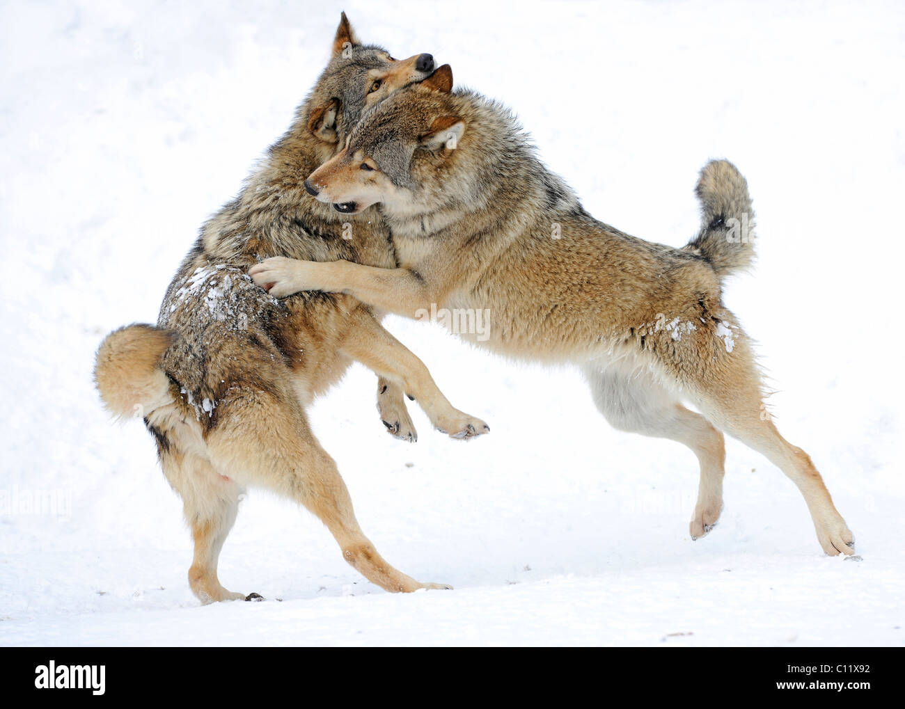 Fighting, playing wolves, cub, Mackenzie Wolf, Alaskan Tundra Wolf or Canadian Timber Wolf (Canis lupus occidentalis) in the Stock Photo