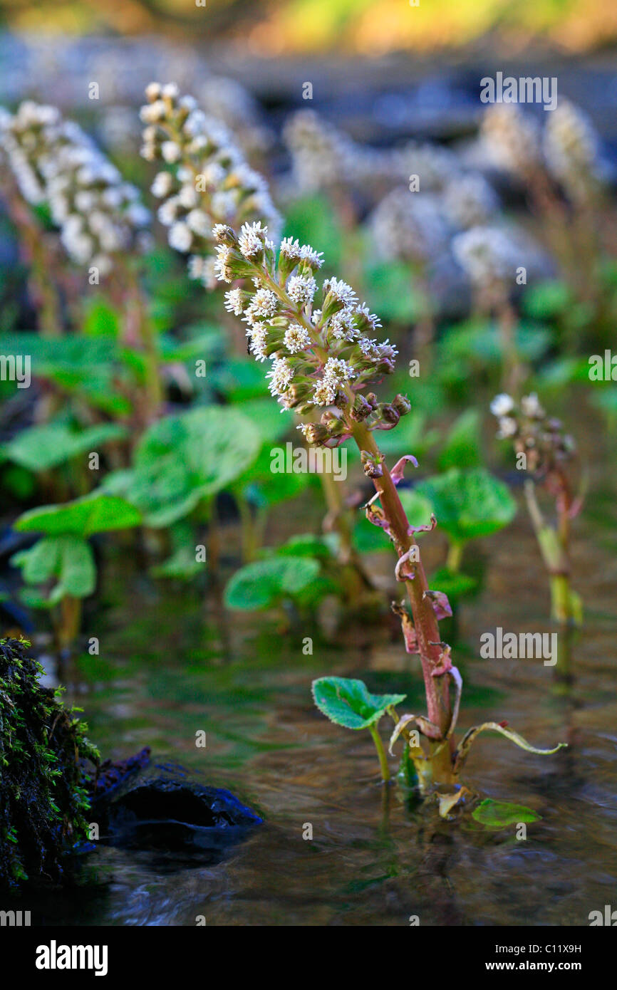 Butterbur (Petasites alba) Stock Photo