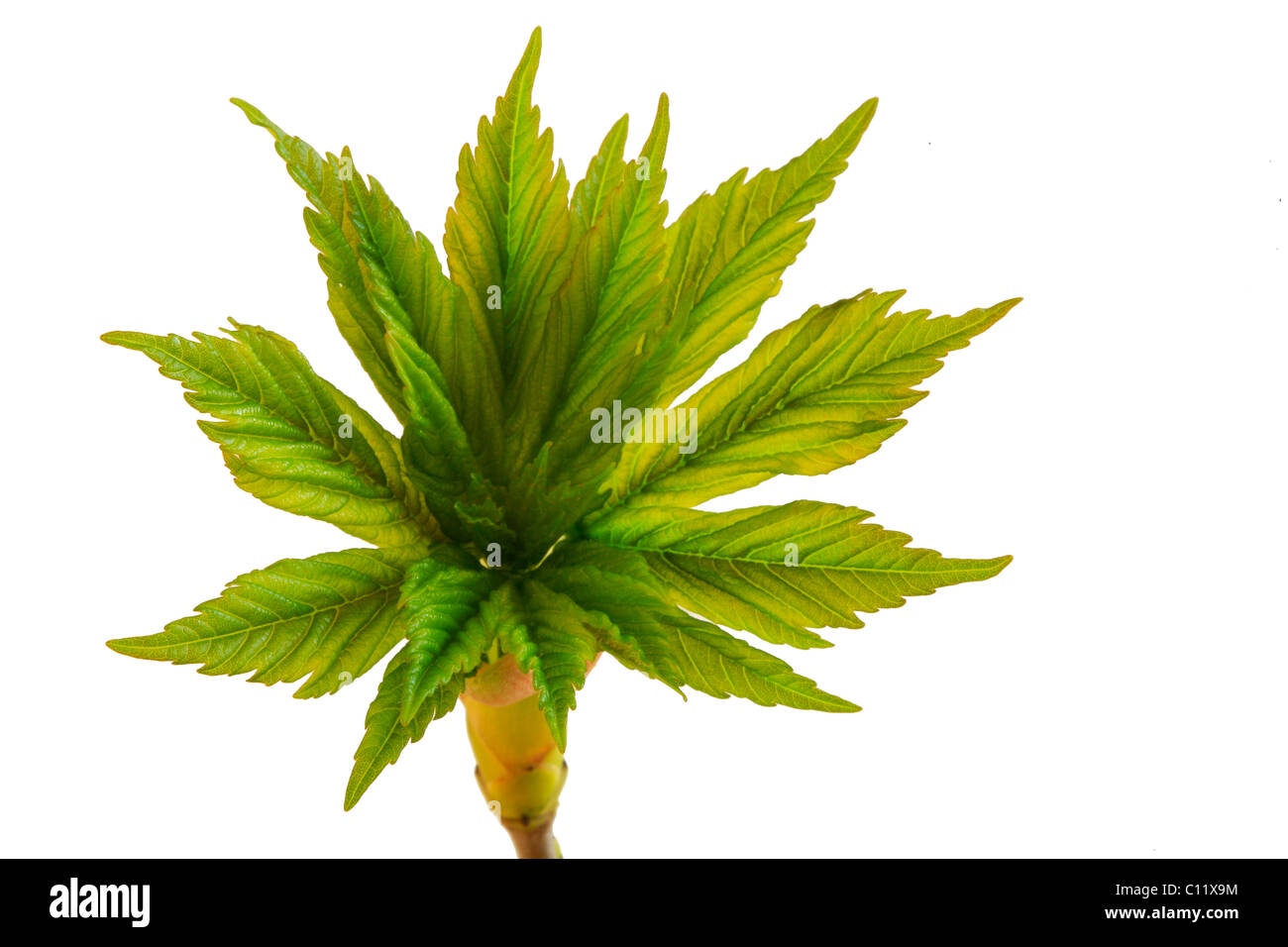 Fresh green of a maple tree (Acer), spring shoots Stock Photo