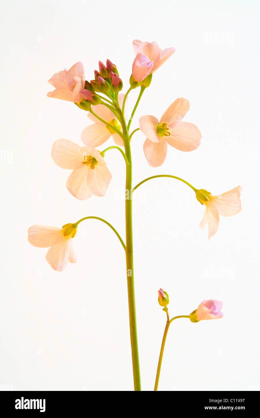 Cuckoo Flower or Lady's Smock (Cardamine pratensis) Stock Photo