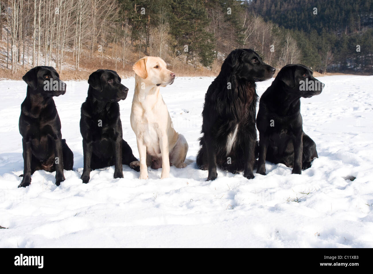 flat labrador