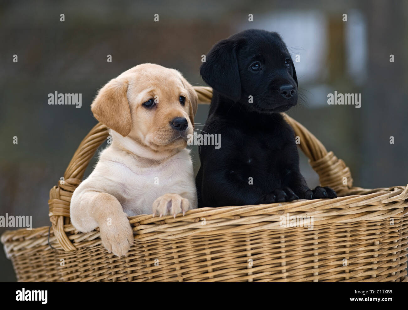 Labrador Retriever Puppies High Resolution Stock Photography And Images Alamy