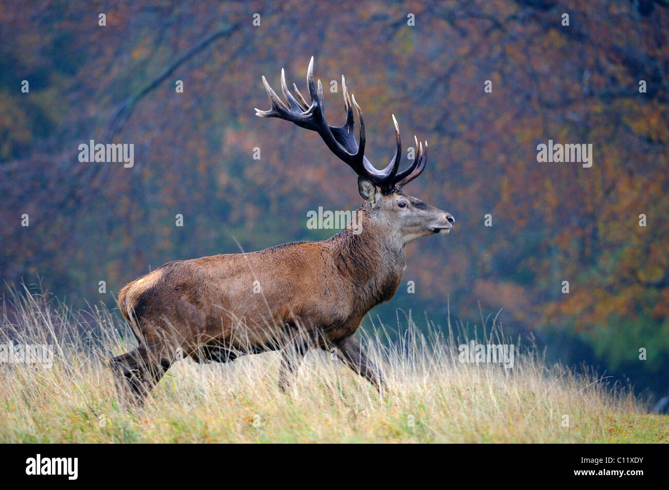 Red deer (Cervus elaphus), stately stag in the rain in autumn, Jægersborg Dyrehave deer park, Denmark, Scandinavia, Europe Stock Photo