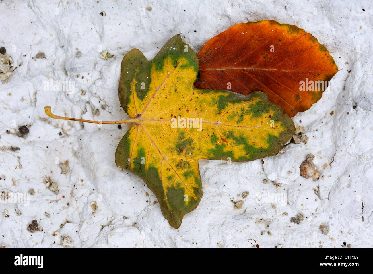 Maple leaf and beech leaf on a chalk soil, Moen island, Denmark, Scandinavia, Europe Stock Photo