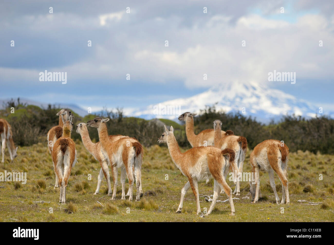 Guanacos (Lama guanicoe) in front of the Andes Mountains, Patagonia, Chile, South America Stock Photo