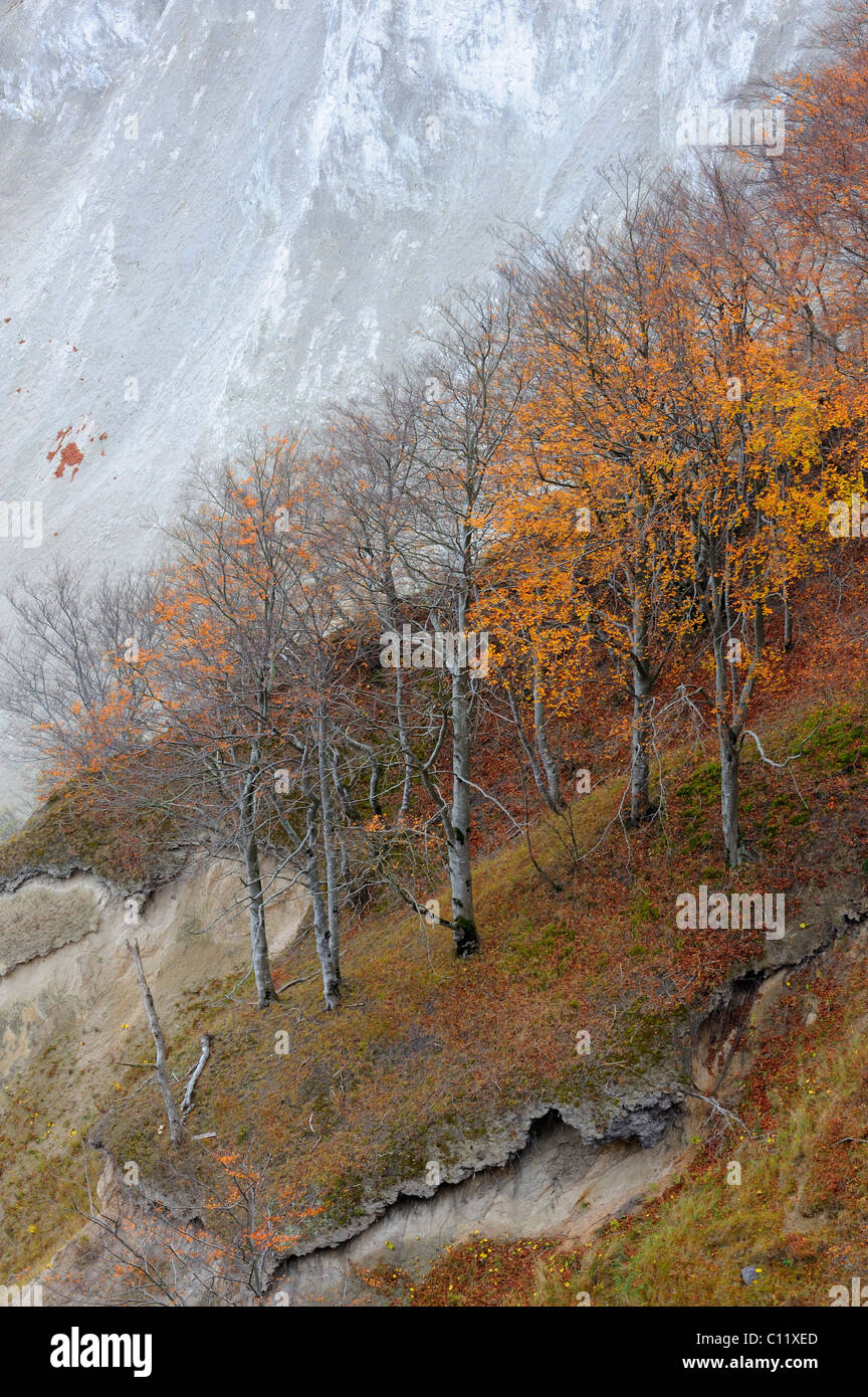 European beech (Fagus sylvatica), beech forest, and chalk cliffs, Moen island, Denmark, Scandinavia, Europe Stock Photo