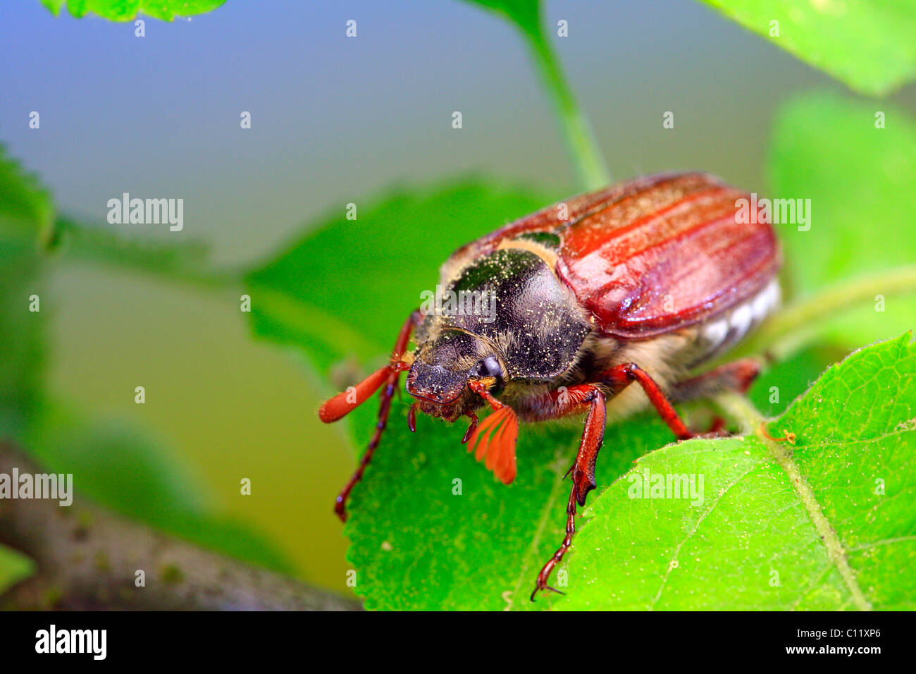May bug or Cockchafer (Melolontha melolontha) Stock Photo