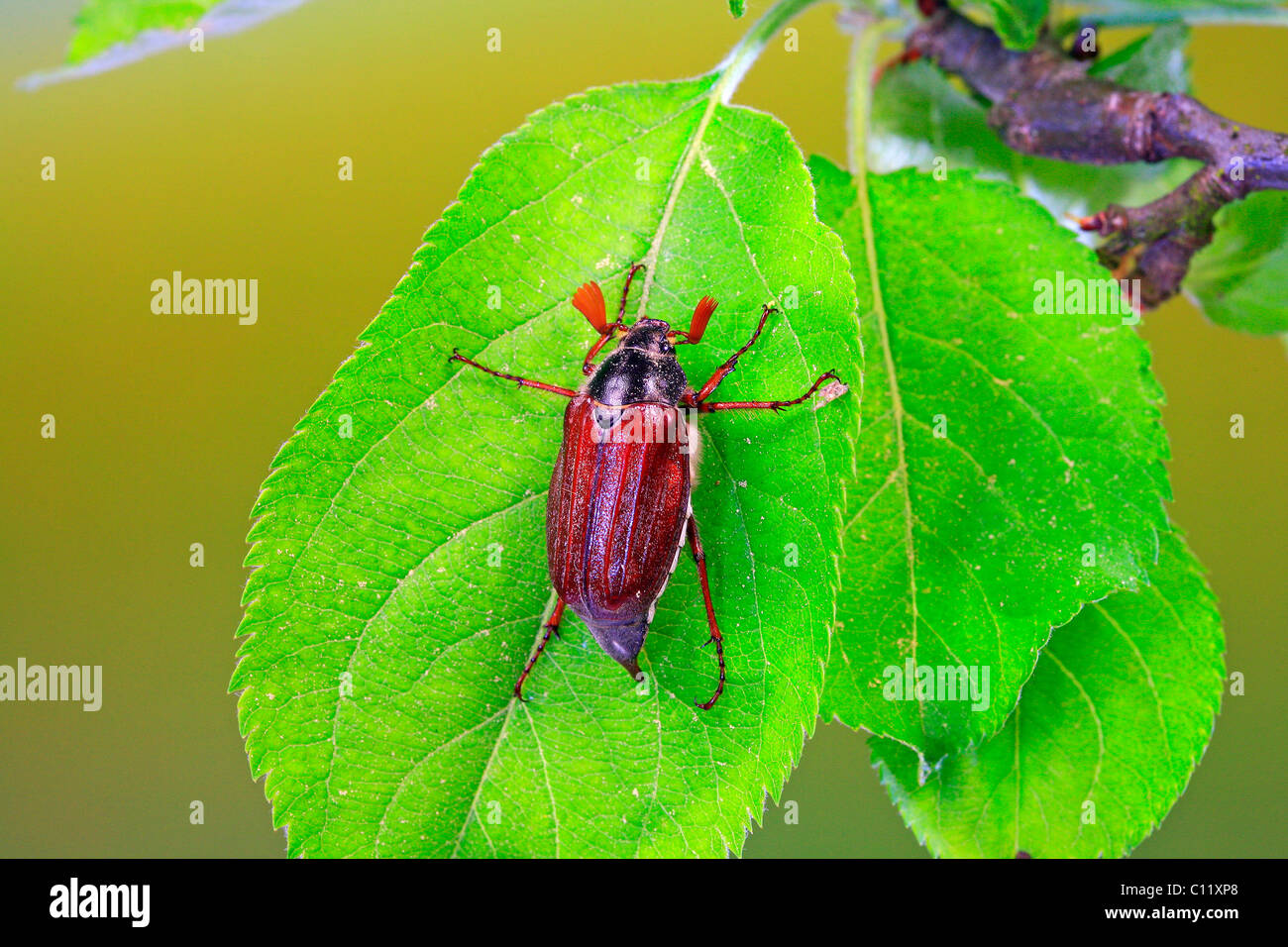 May bug or Cockchafer (Melolontha melolontha) on the leave of an apple tree Stock Photo