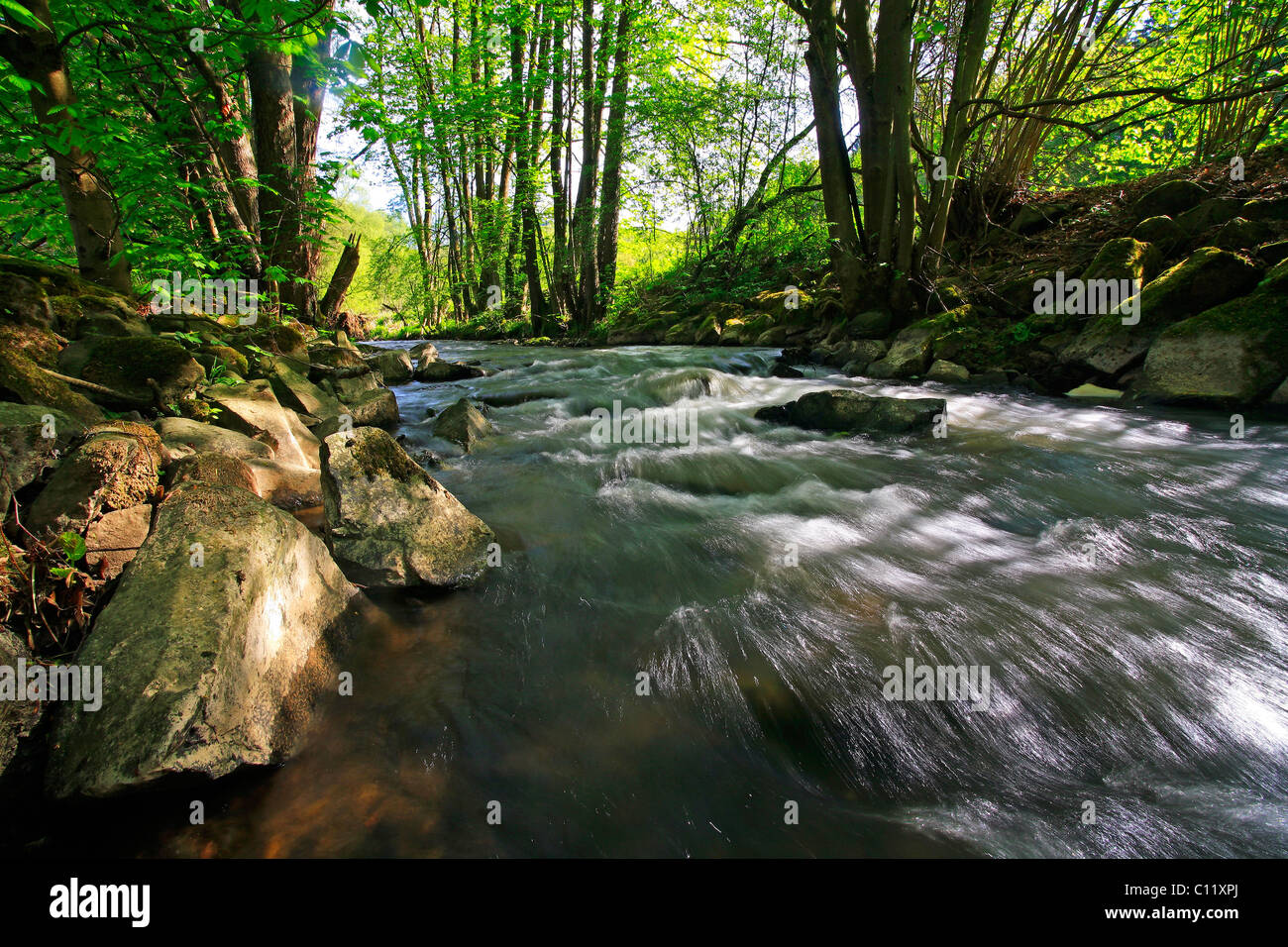 Stream in the Mittelgebirge mountain range, with black alders (Alnus glutinosa) and willows (Salix) on the banks, Westerwald Stock Photo