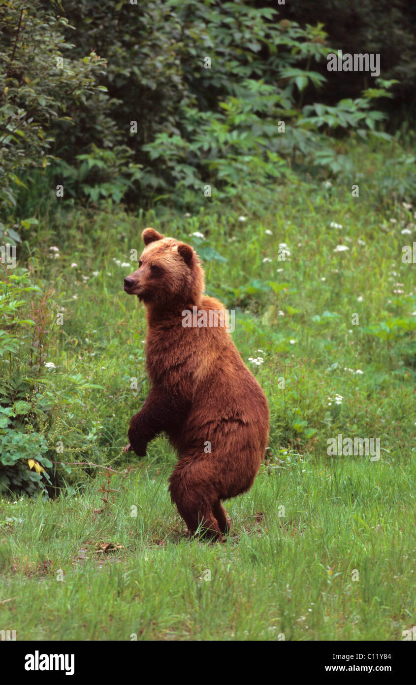 Grizzly bear (Ursus arctos horribilis) standing on its hind legs, Alaska, USA Stock Photo