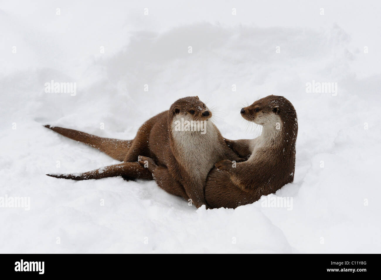 European Otters (Lutra lutra) Stock Photo